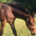 EDITED FOR CONTENT aka "AMOUS" - colt out of Only The Blu Will Do (Owned by Marlee Canfield)